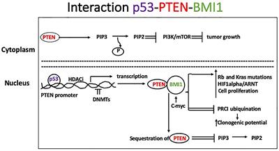 Epigenetic Regulation and Dietary Control of Triple Negative Breast Cancer